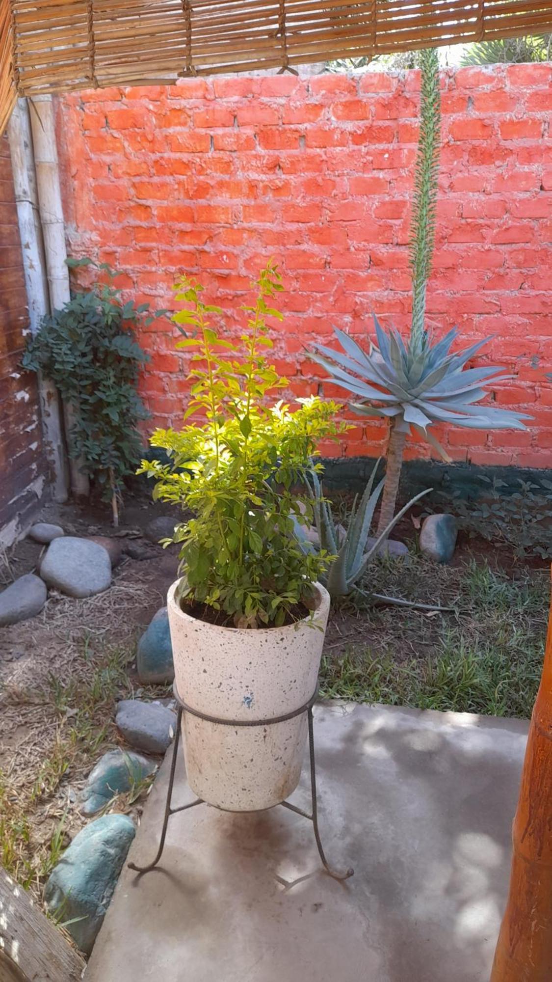 Nasca Trails B&B Nazca Bagian luar foto